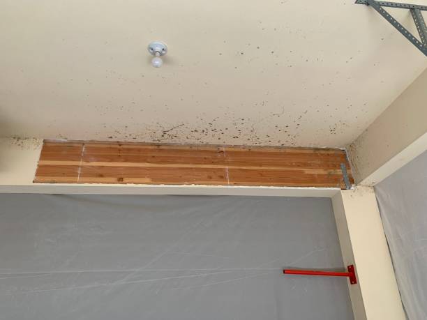 Best Water Damage & Mold Remediation  in Waterbury, CT